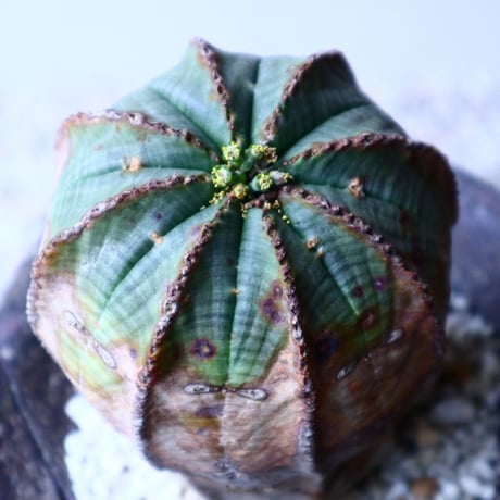 ユーフォルビア  オベサ   Euphorbia obesa   no.20313