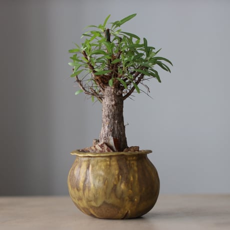 芽の巣山
