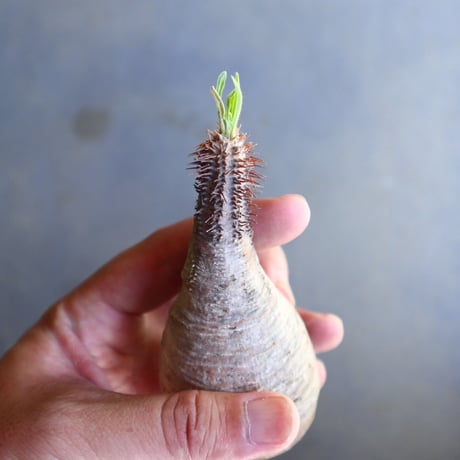 パキポディウム グラキリス 抜苗  Pachypodium rosulatum var. gracilius no.100612