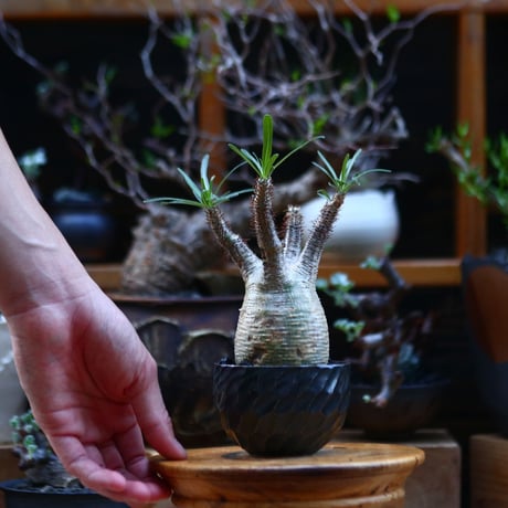 パキポディウム  グラキリス／Pachypodium  gracilius       no.92630