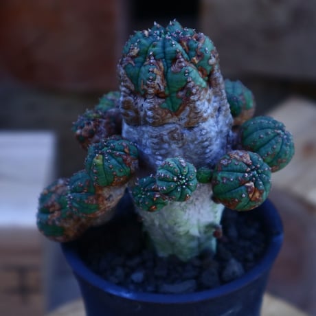 ユーフォルビア  オベサ hyb. ／Euphorbia obesa  hyb.   no.62015