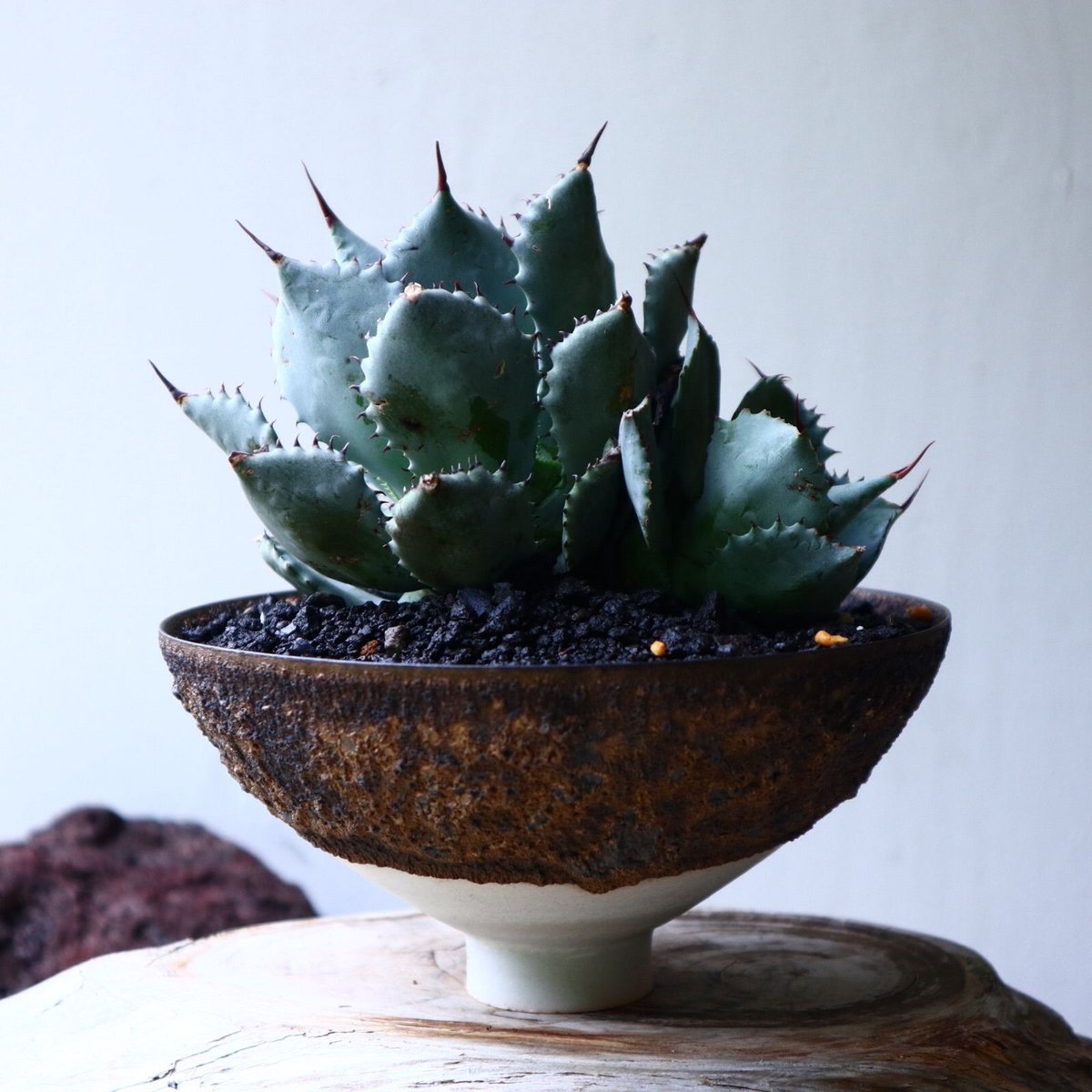 売*郎様 オークション【鉢ごと発送】特選　REZA産　双頭　アガベ　Rose ロ 売*郎様 オークション【鉢ごと発送】特選 REZA産 双頭 アガベ