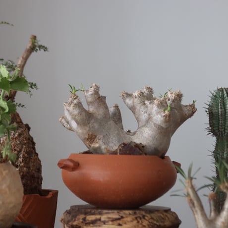 Pachypodium densiflorum var. brevicalyx × N/OH     no.51232