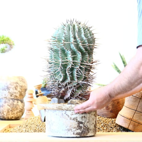 Euphorbia horrida 'major'  × たけろうポット   no.91752