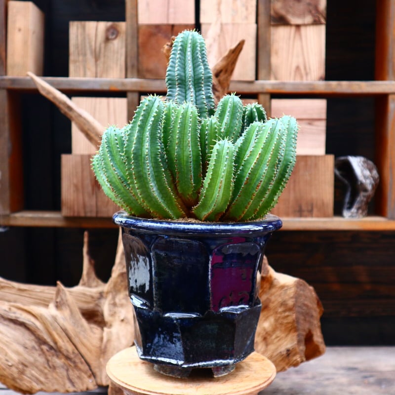 ユーフォルビア バリダ×ホリダ / Euphorbia valida × horrida