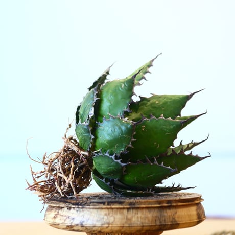 Agave horrida / Style of Chika   no.1015/59