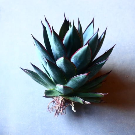 アガベ　ブルーグロー Agave 'Blue Glow'   no.20910