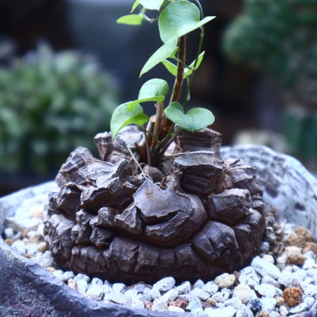 ディオスコレア   亀甲竜     Dioscorea elephantipe     no.41823
