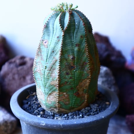 ユーフォルビア  オベサ    Euphorbia obesa　no.32201