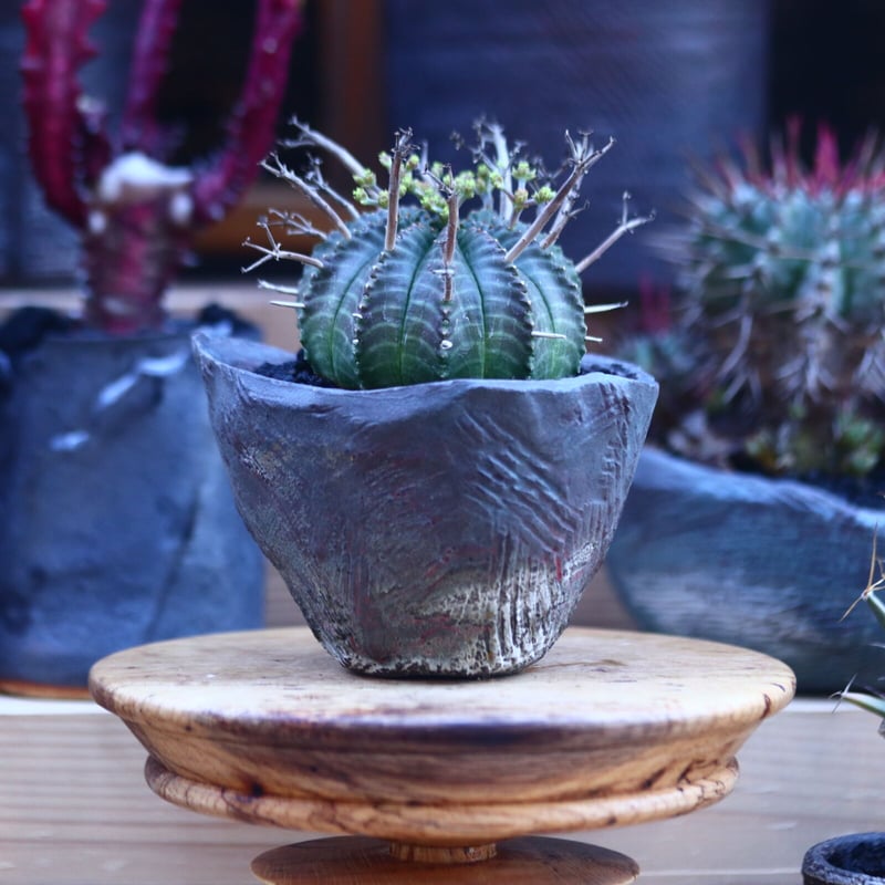 ユーフォルビア バリダ n/oh 陶器鉢 【公式通販】