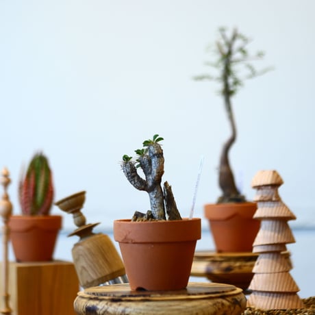 YAMABACHI × Euphorbia guillauminiana   no.91032
