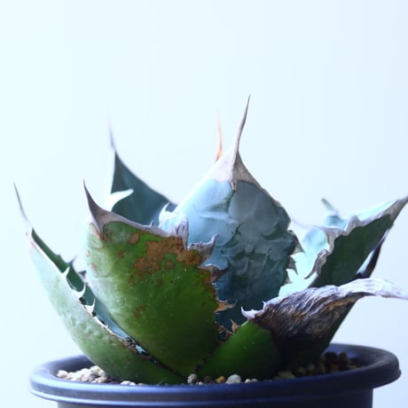 アガベ   チタノタ 　 Agave  titanota   no.53117