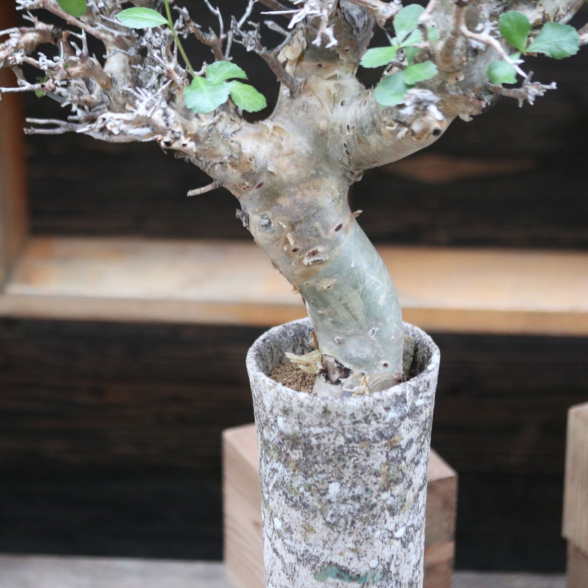 コミフォラ ワイティ／Commiphora wightii no.112045 | 芽の巣山
