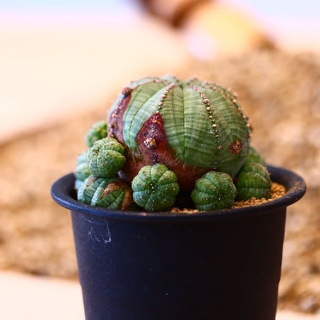 ユーフォルビア  仔吹きシンメトリカ / Euphorbia  symmetrica   no.42319