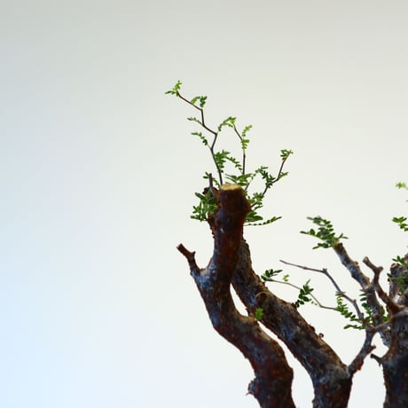 コミフォラ モンストローサ / Commiphora monstrosa   no.62501