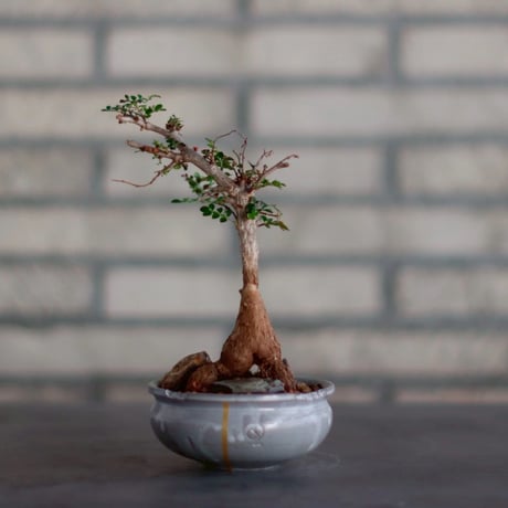 オペルクリカリアデカリー | STORES