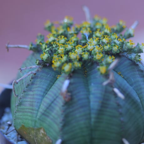 ユーフォルビア  バリダ  ♂    Euphorbia valida    no.20728