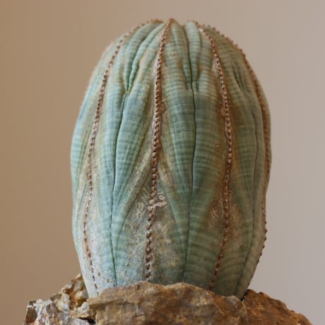 Euphorbia obesa × JUN CHIHARA -JOINT POT (4号鉢)  no.412-27