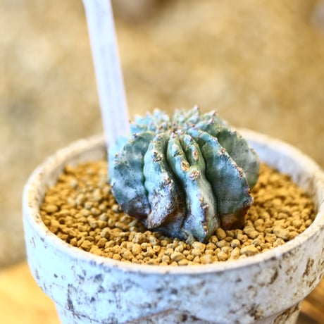Euphorbia  horrida × YAMABACHI var. takero pot     no.11429