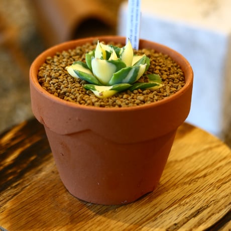 Agave potatorum × YAMABACHI    no.123160
