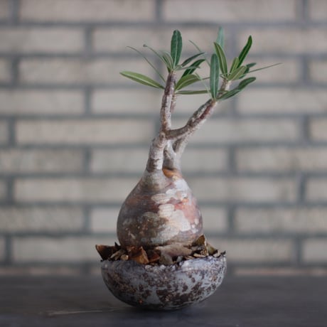 Pachypodium gracilius × takero pot (4.5号)  no.928/18