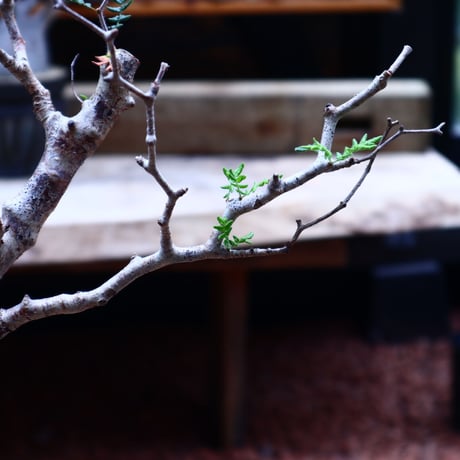 コミフォラ モンストローサ／Commiphora monstrosa   no.50208