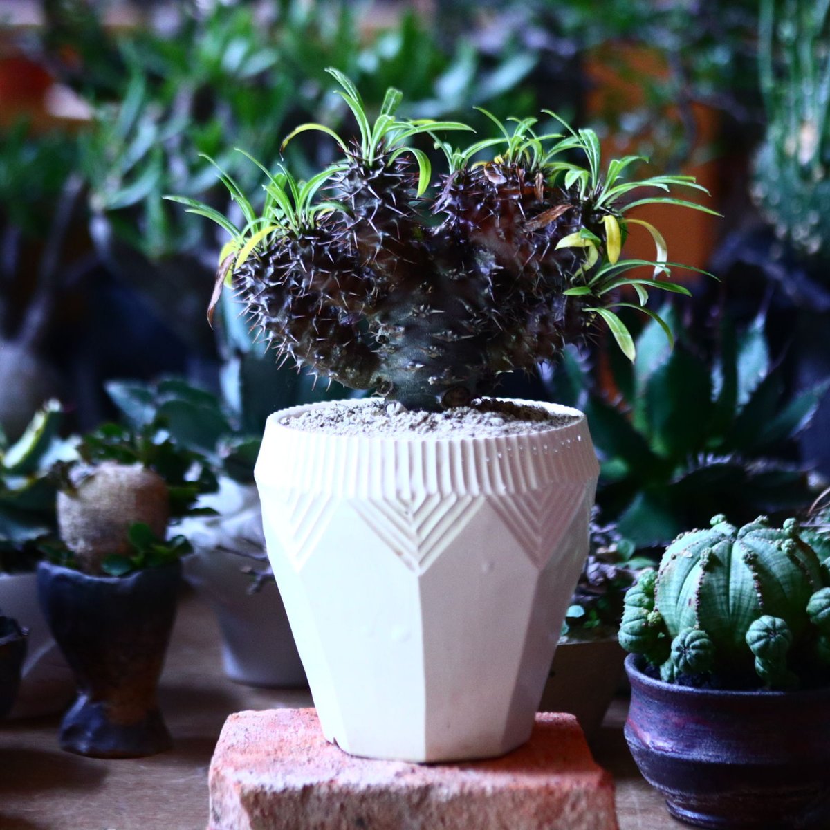 パキポディウム ラメリー 綴化 Pachypodium lamerei f. crist.