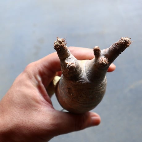 パキポディウム グラキリス 抜苗  Pachypodium rosulatum var. gracilius no.92918