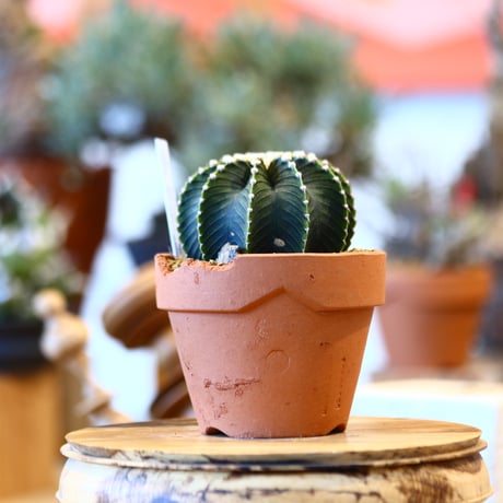 Gymnocalycium friedrichii × YAMABACHI ver. N/OH   no.123155