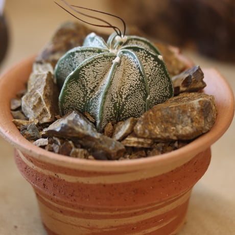 Astrophytum capricorne var. niveum (白瑞鳳) × N/OH  no.117-3