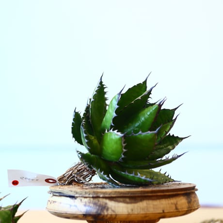 Agave horrida / Style of Chika   no.1015/79