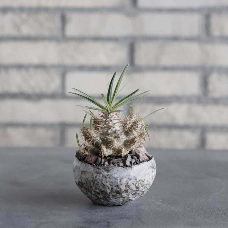 Pachypodium gracilius × takero pot (2.5号) no.9