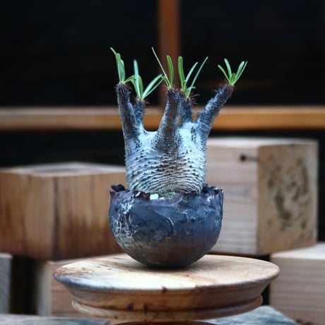 パキポディウム  グラキリス ／Pachypodium  gracilius     no.102464