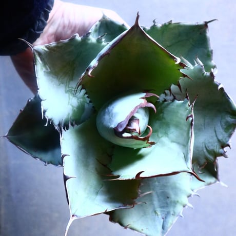 アガベ ホワイトアイス   Agave titanota white ice   no.20911