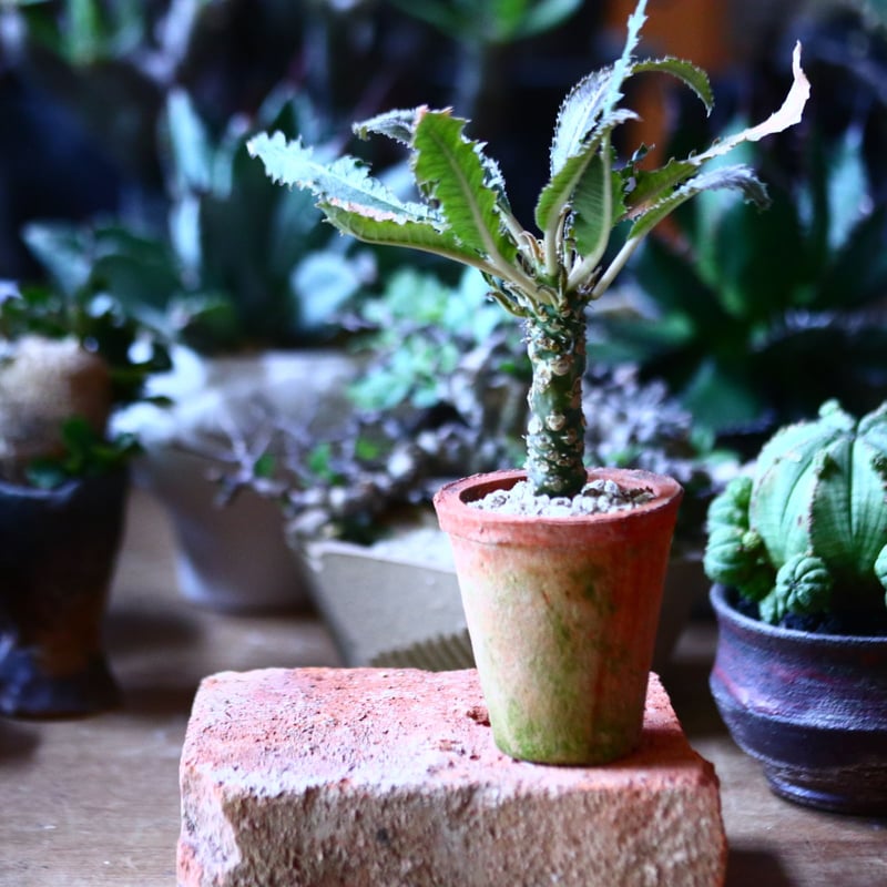 ドルステニア クリスパ Dorstenia crispa no.81605 | 芽の巣山