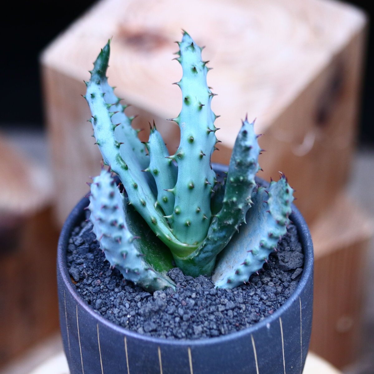 アロエ マルロシー(鬼切丸)／Aloe marlothii no.1226106 |