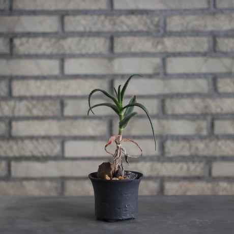 Aloe cyrtophylla Lavranos MDG.(Antsirabe) CITES Species × N/OH (4号)  no.510/50