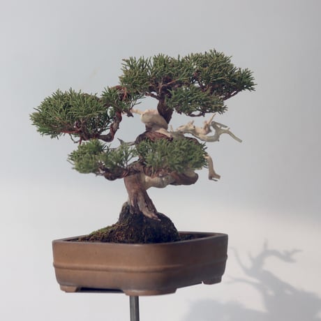真柏 / YOSHIZAWA3-SHOHINBONSAI   no.223-52