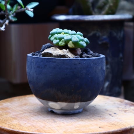 アロイノプシス スクーネーシー／Aloinopsis schooneesii   no.60619