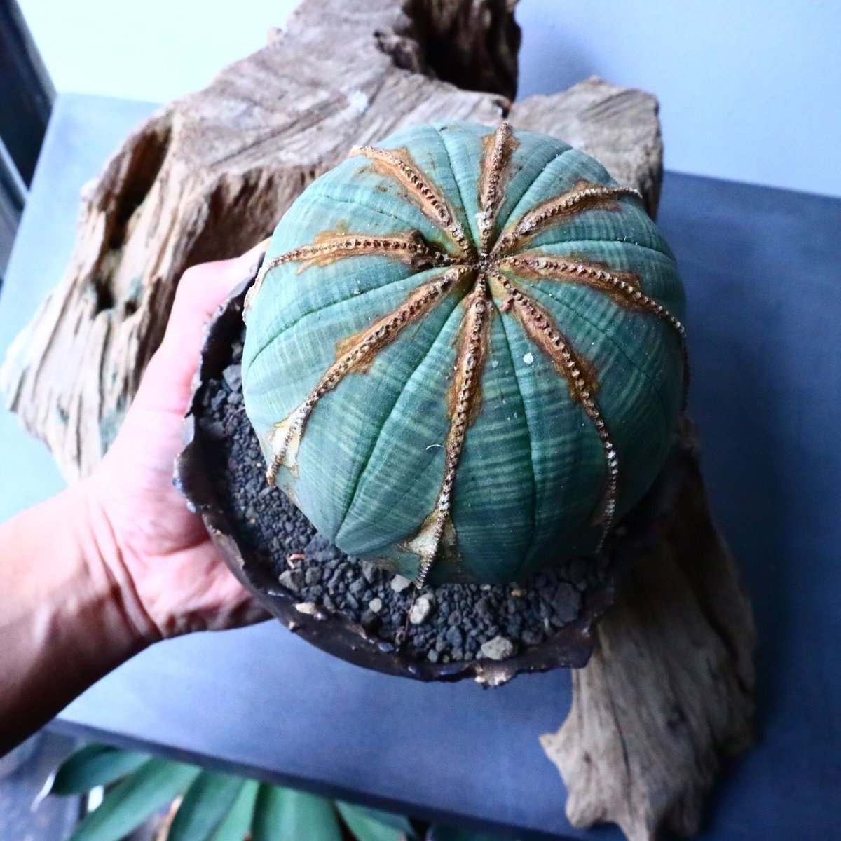 ユーフォルビア オベサ Euphorbia obesa No.024 | 芽の巣山