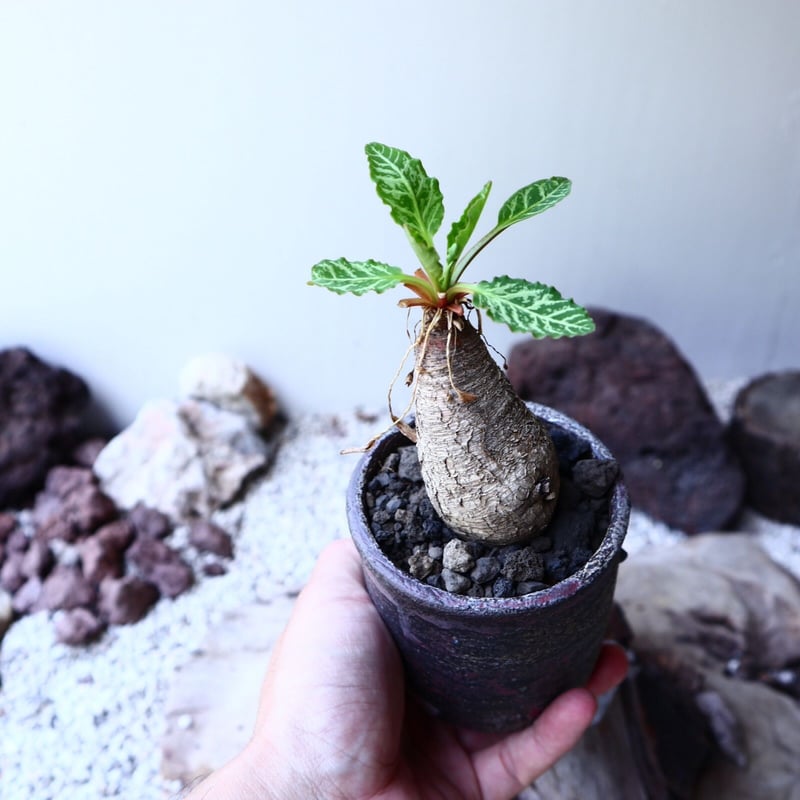 ユーフォルビア sp. フィッシュボーン Euphorbia sp. nov. fishb