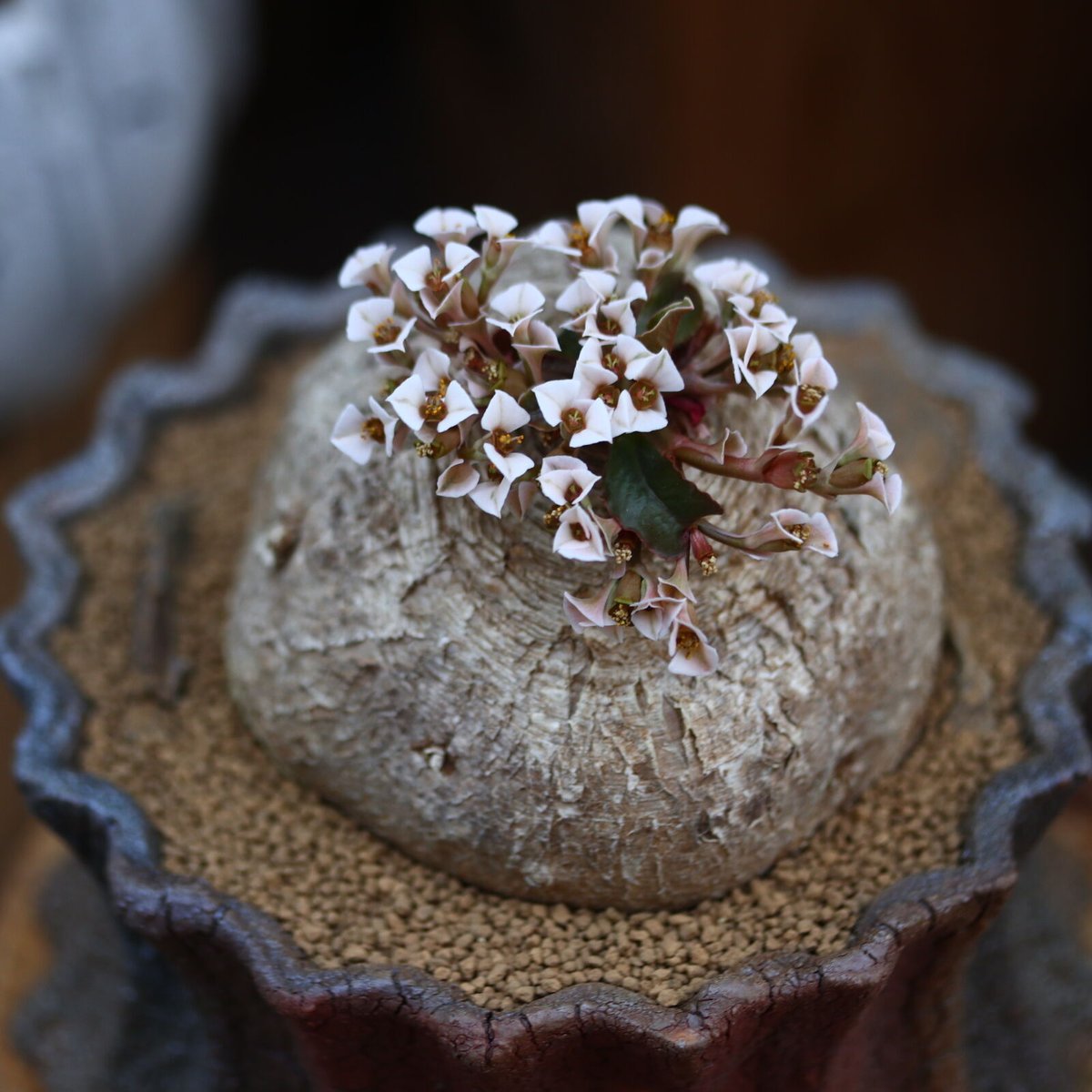 ユーフォルビア プリムリフォリア / Euphorbia primulifolia