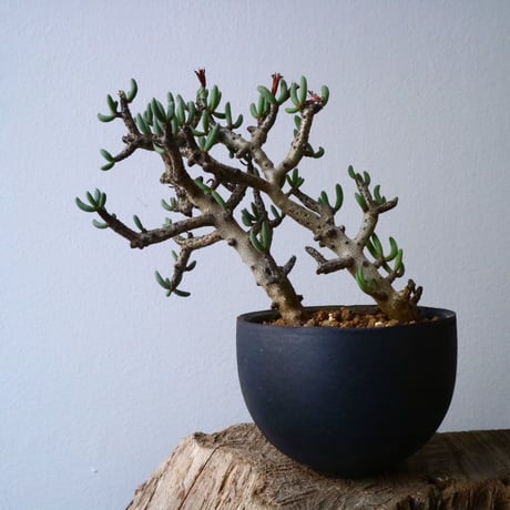チレコドン  ブッコルジアヌス   Tylecodon  buchholzianus  No.001