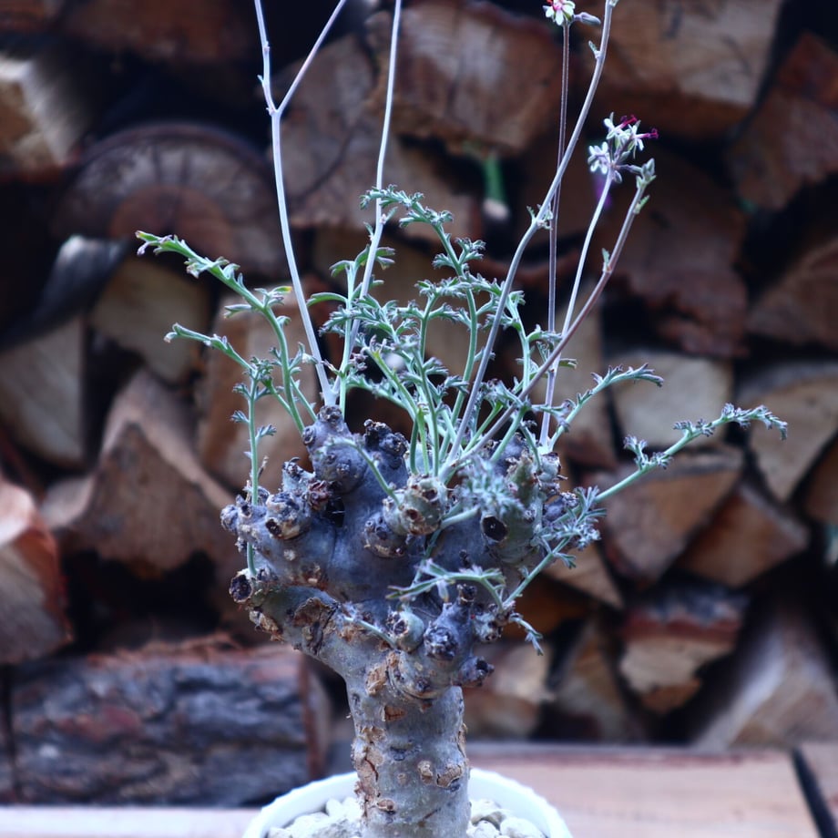 607948eed263f017247f07b8