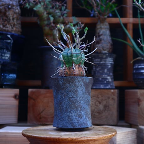 ユーフォルビア  バリダ／Euphorbia valida    no.62016
