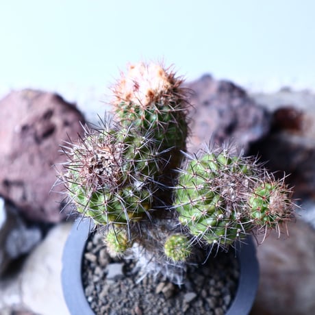 Parodia  sp   no.22323