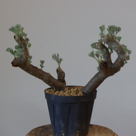 Monsonia multifida  no.921-12