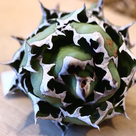 Agave titanota  姫厳竜   no.32480