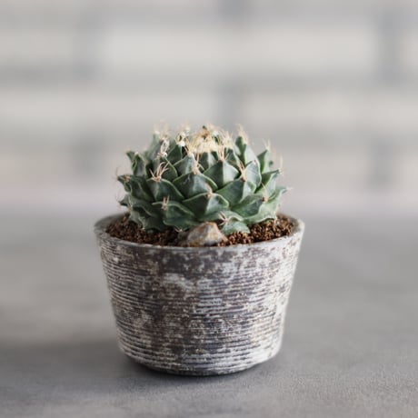 【新品未使用】作家鉢 手作り マーブル 観葉 多肉 塊根 芽の巣山 カタチ製作所 新品未使用】作家鉢 手作り マーブル 観葉 多肉 塊根 芽の巣山