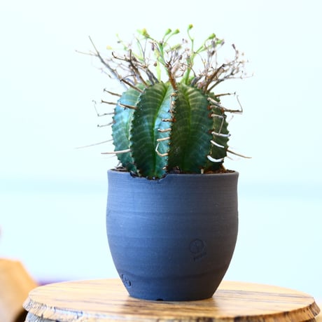 N/OH × Euphorbia valida   no.61814